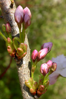 Flower_buds_cherry_bourgeons_de_cerisier_001