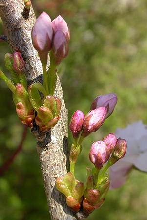 Flower_buds_cherry_bourgeons_de_cerisier_001