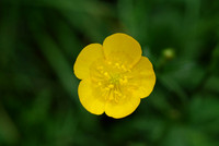 Flower_buttercup_renoncule_001