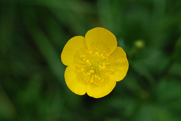 Flower_buttercup_renoncule_001