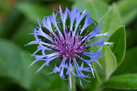 Flower_cornflower_bleuet_001