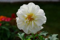 Flower_dahlia_001