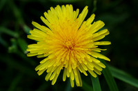 Flower_dandelion_pissenlit_001