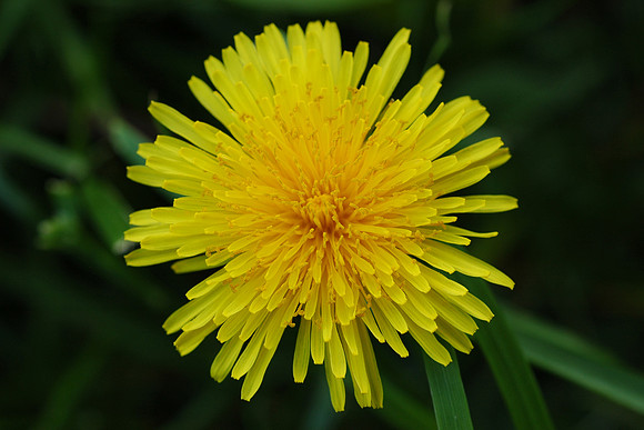 Flower_dandelion_pissenlit_001