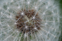Flower_dandelion_pissenlit_002