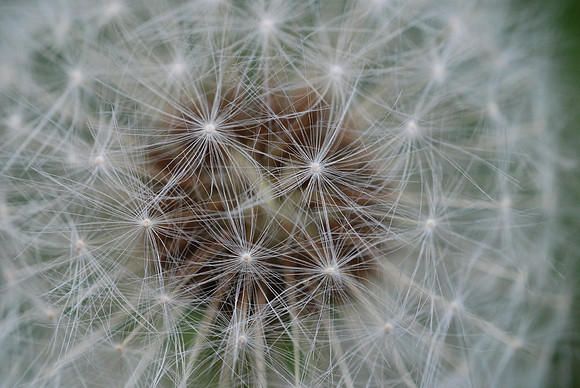Flower_dandelion_pissenlit_002