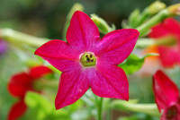 Flower_four_o_clock_flower_belle_de_nuit_001