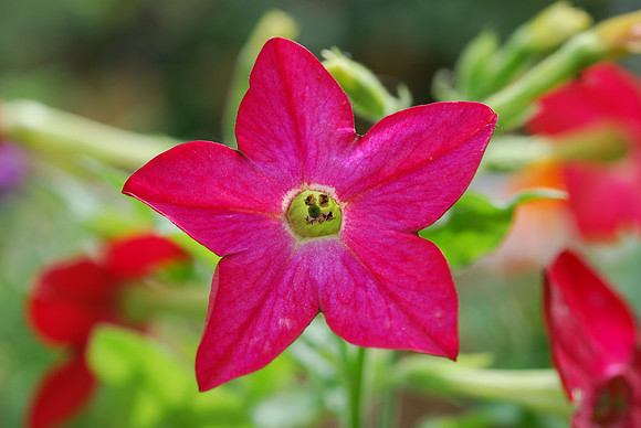 Flower_four_o_clock_flower_belle_de_nuit_001