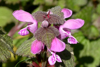 Flower_nettle_ortie_001