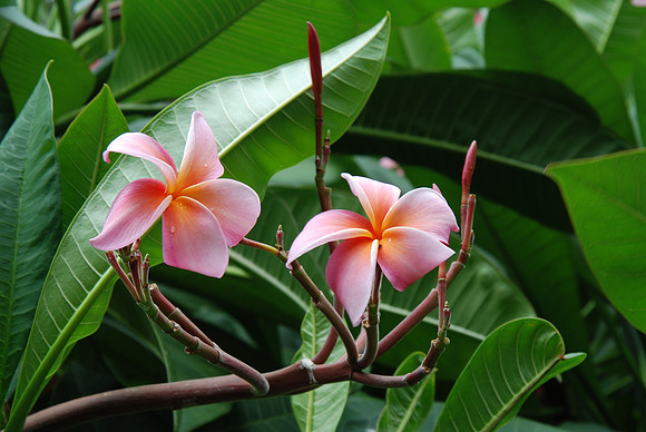 Flower_orchid_orchid�e_001