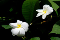 Flower_orchid_orchid�e_002