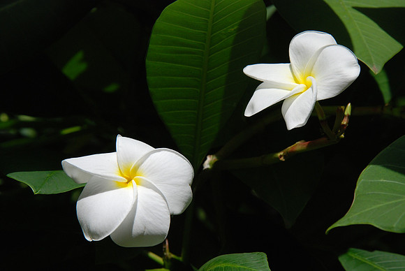 Flower_orchid_orchid�e_002