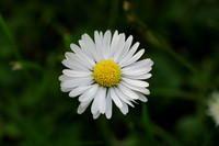 Flower_oxeye_daisy_marguerite_001