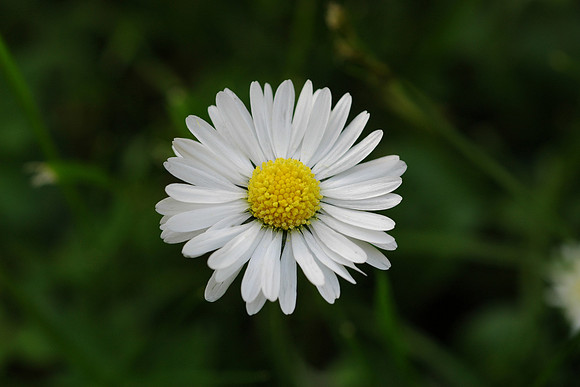 Flower_oxeye_daisy_marguerite_001