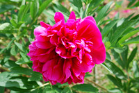 Flower_peony_pivoine_001