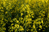 Flower_rapeseed_colza_001