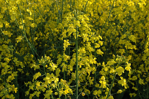 Flower_rapeseed_colza_001