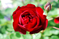 Flower_rose_blood_red_002