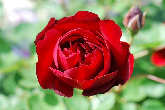 Flower_rose_blood_red_002