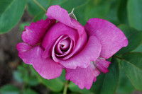 Flower_rose_purple_003