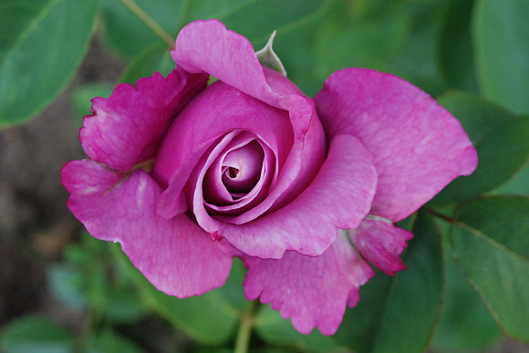 Flower_rose_purple_003