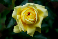 Flower_rose_yellow_001