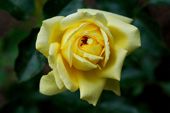 Flower_rose_yellow_001