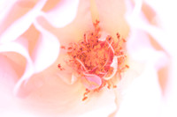 Fleurs et Plantes