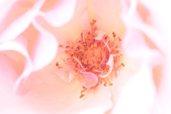 Flower_Rose détail DSC_1161