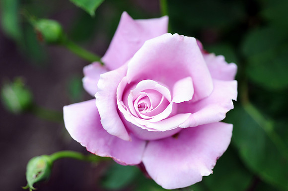 Flower_Rose DSC_1172