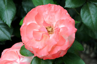 Flower_Rose DSC_1144