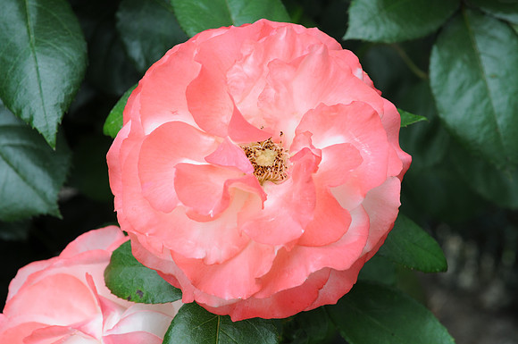 Flower_Rose DSC_1144