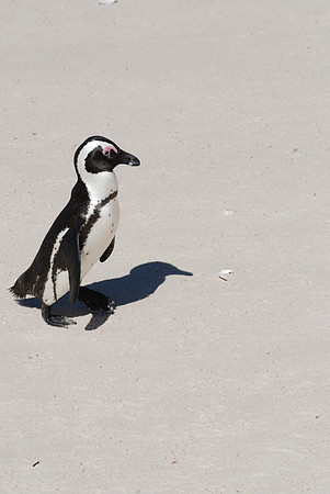 Pinguin 01