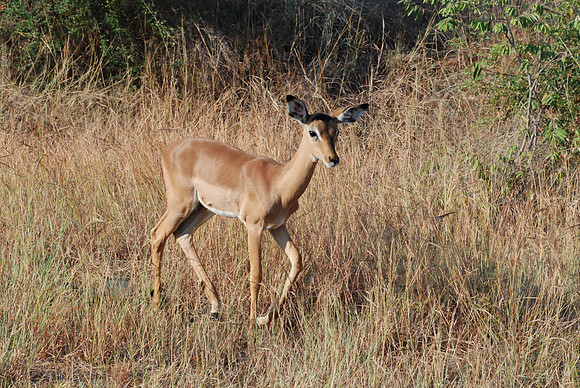 Impala 01