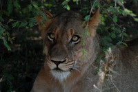 Lionne 02