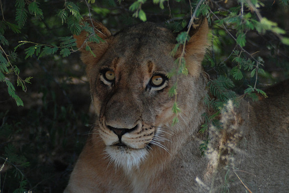 Lionne 02