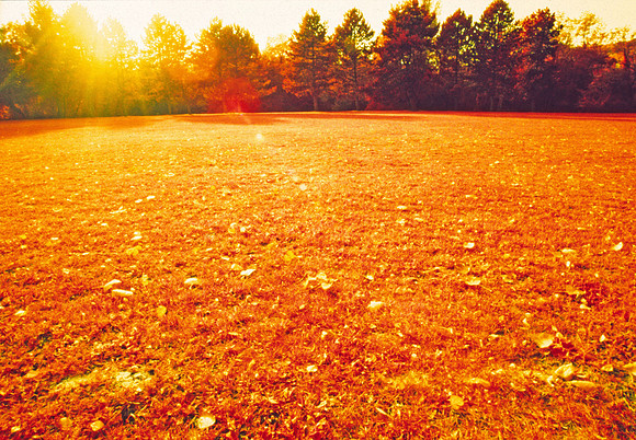 Infrared_film_mixed_up_colors_005