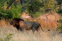Lion 01