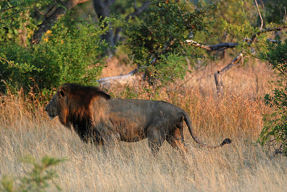 Lion 01