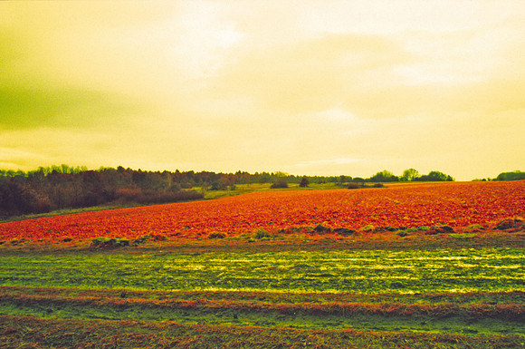 Infrared_film_mixed_up_colors_009