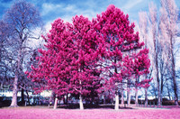 Infrared_film_Visible_and_IR_lights_017