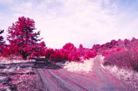 Infrared_film_Visible_and_IR_lights_014