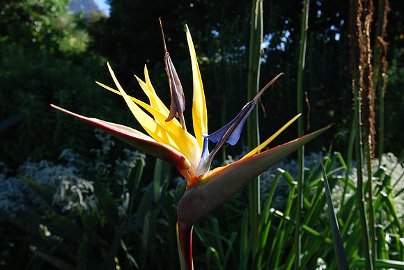 South_Africa_flower_bird_of_paradise_001