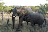 Elephant 03