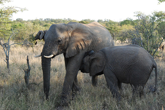 Elephant 03