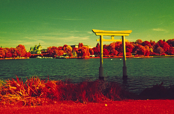 Infrared_film_mixed_up_colors_001