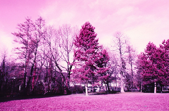 Infrared_film_Only_IR_light_013