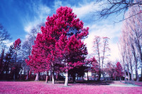 Infrared_film_Visible_and_IR_lights_015