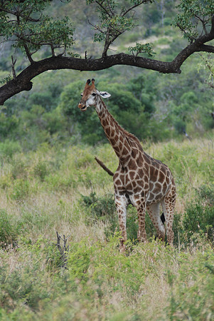 Girafe 01