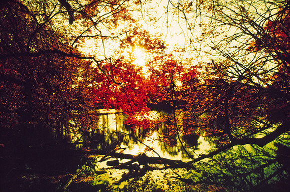 Infrared_film_mixed_up_colors_006